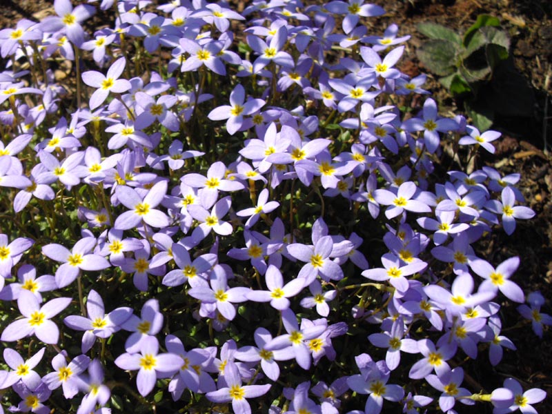 Houstonia caerulea 'Millard's Variety' photo